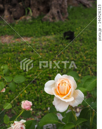 5月のバラ園で単焦点レンズ撮影した可憐に咲く大輪のパステルオレンジの薔薇 5月のバラ園で単焦点レンズ撮影した可憐に咲く大輪のパステルオレンジの薔薇 140426123