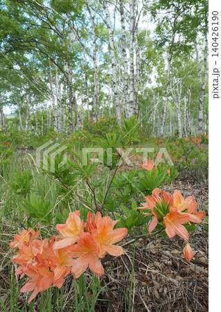 レンゲツツジの花のアップと白樺林の背景 レンゲツツジの花のアップと白樺林の背景 140426190