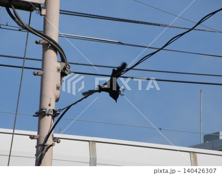 電線から飛び立つ烏 140426307