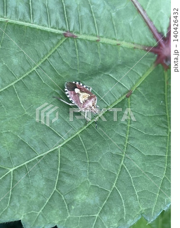 葉にとまるブチヒゲカメムシ 葉にとまるブチヒゲカメムシ 140426432