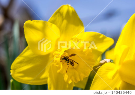 花の香りに誘われて 花の香りに誘われて 140426440