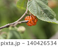 こうぞ 140426534