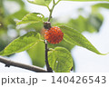 こうぞ 140426543