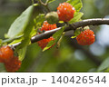 こうぞ 140426544