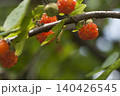 こうぞ 140426545