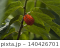 こうぞ 140426701
