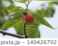 こうぞ 140426702