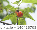 こうぞ 140426703
