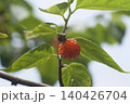 こうぞ 140426704