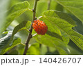 こうぞ 140426707