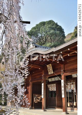 大石神社 大石桜と拝殿(京都市山科区) 大石神社 大石桜と拝殿(京都市山科区) 140426751