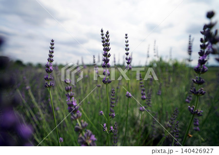 ラベンダー lavender ラベンダー lavender 140426927