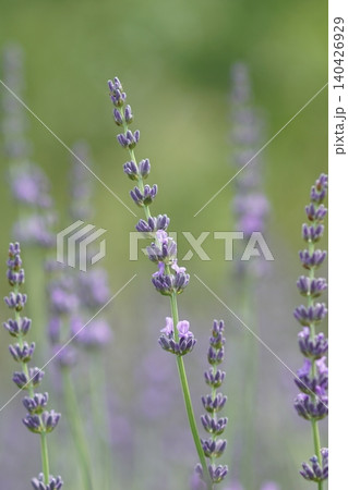 ラベンダー lavender ラベンダー lavender 140426929