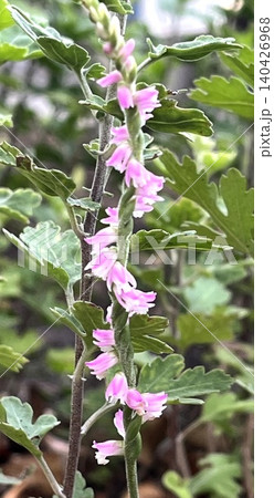ネジバナの花穂クローズアップ 140426968