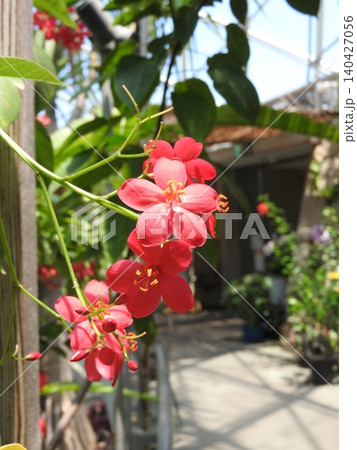 トウダイグサ科の「テイキンザクラ」の花 140427056