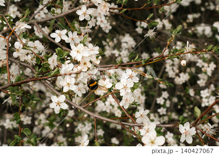 Bumblebee Pollinating White Spring Blossoms 140427067