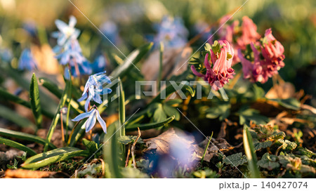 Colorful Spring Wildflowers Blooming in Grass Colorful Spring Wildflowers Blooming in Grass 140427074