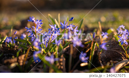 Blue Scilla Flowers Blooming in Spring Forest Blue Scilla Flowers Blooming in Spring Forest 140427075