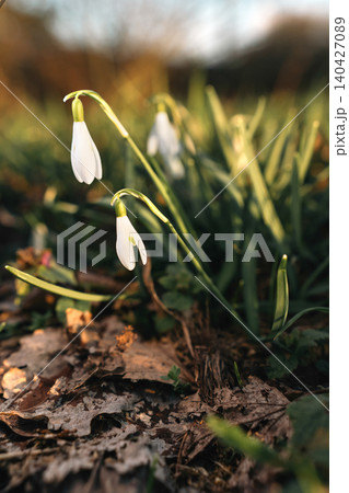 Vertical Close-Up of White Snowdrops in Spring 140427089