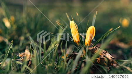 Yellow Crocus Buds Emerging in Spring Grass Yellow Crocus Buds Emerging in Spring Grass 140427093
