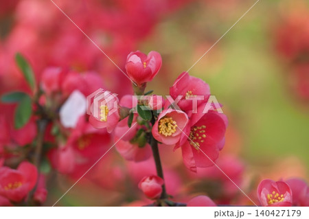 赤いボケの花 赤いボケの花 140427179