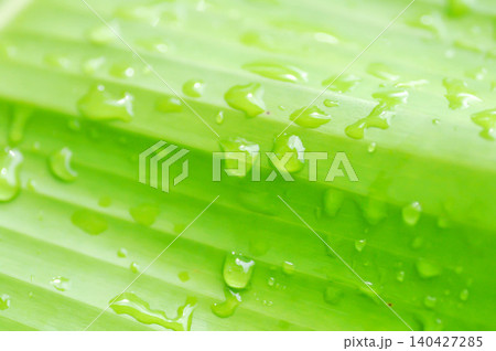 banana leaf or banana plant, banana tree or banana leaf and rain droplet banana leaf or banana plant, banana tree or banana leaf and rain droplet 140427285