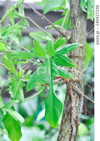 Philodendron pedatum Glad Hands or ARACEAE , Philodendron plant and rain droplet 140427286