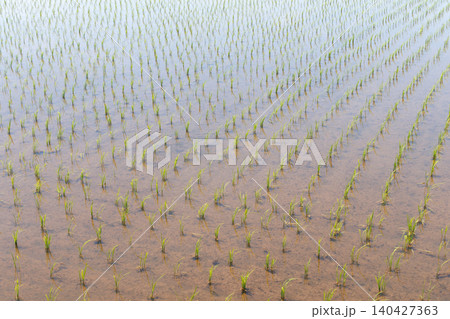 田植えが終わった水田 田植えが終わった水田 140427363
