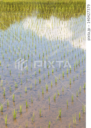 田植え終わった水田 田植え終わった水田 140427379
