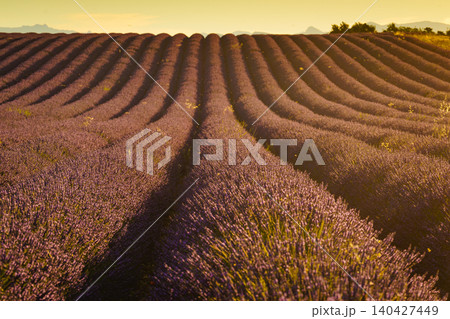 Lavender field stretches under a bright sky with rows of flowers swaying in the breeze during sunset in Provence France 140427449