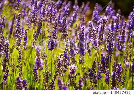 Lavender field in bloom in Provence France Lavender field in bloom in Provence France 140427453