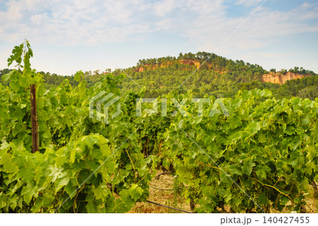 Vineyards and Roussillon on horizon. Vaucluse department of the Provence-Alpes-Cote d'Azur in France. 140427455