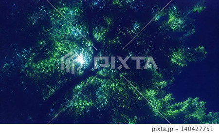 月明かりに照らされた幻想的な夜の新緑風景 月明かりに照らされた幻想的な夜の新緑風景 140427751