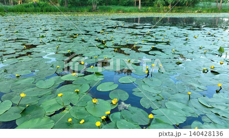 Beautiful Nuphar lutea, the yellow water lily pond wetland spatterdock, is an aquatic flowering plant habitat shelter for fish amphibians insects snails, rhiromatous perennial herb stout floating Beautiful Nuphar lutea, the yellow water lily pond wetland spatterdock, is an aquatic flowering plant habitat shelter for fish amphibians insects snails, rhiromatous perennial herb stout floating 140428136