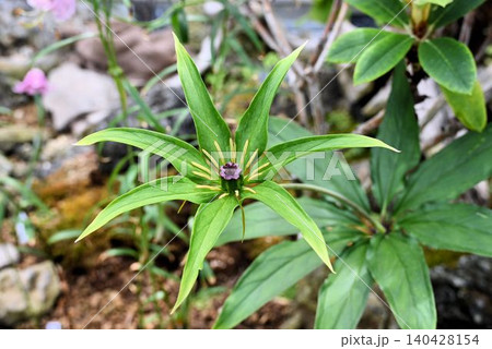 ヒマラヤ地方原産の輪生する葉や萼片や花弁の中央に鎮座する雄しべや雌しべが綺麗なパリス・ポリフィラ ヒマラヤ地方原産の輪生する葉や萼片や花弁の中央に鎮座する雄しべや雌しべが綺麗なパリス・ポリフィラ 140428154