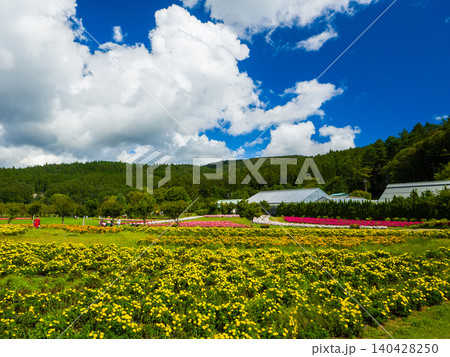 山中湖 花の都公園・清流の里に広がる黄色い花畑と青空 (山梨県、山中湖村) 山中湖 花の都公園・清流の里に広がる黄色い花畑と青空 (山梨県、山中湖村) 140428250
