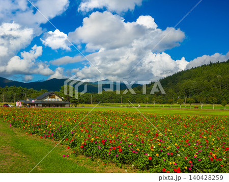 山中湖 花の都公園の百日草畑とほうとうの店 (山梨県、山中湖村) 山中湖 花の都公園の百日草畑とほうとうの店 (山梨県、山中湖村) 140428259