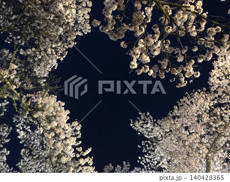 高遠城址公園の満開の夜桜と春の夜空 高遠城址公園の満開の夜桜と春の夜空 140428365