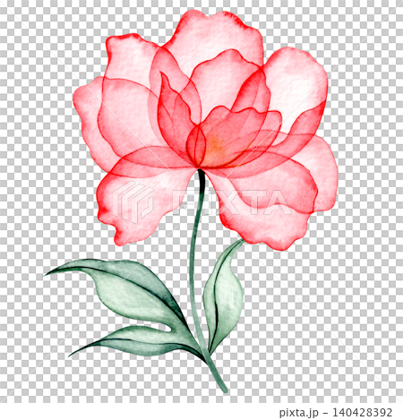 Watercolor peony. Pink transparent flower x-ray. Watercolor peony. Pink transparent flower x-ray. 140428392