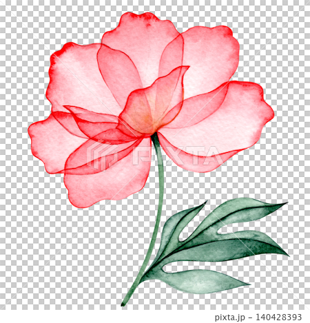 Watercolor peony. Pink transparent flower x-ray. Watercolor peony. Pink transparent flower x-ray. 140428393