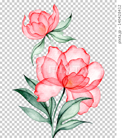 Watercolor illustration of a peony composition. Pink transparent flower x-ray. Watercolor illustration of a peony composition. Pink transparent flower x-ray. 140428412