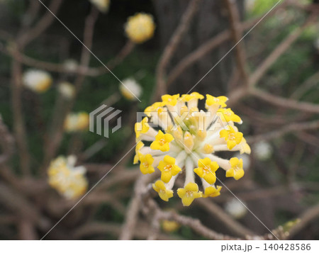 かわいらしいミツマタの花 かわいらしいミツマタの花 140428586