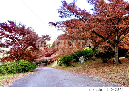 高源寺の境内　丹波紅葉三山のひとつ　天目楓(てんもくかえで)が美しい風景　兵庫県丹波市 140428644