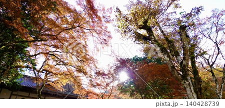 高源寺の境内 丹波紅葉三山のひとつ 天目楓(てんもくかえで)が美しい風景 兵庫県丹波市 高源寺の境内 丹波紅葉三山のひとつ 天目楓(てんもくかえで)が美しい風景 兵庫県丹波市 140428739