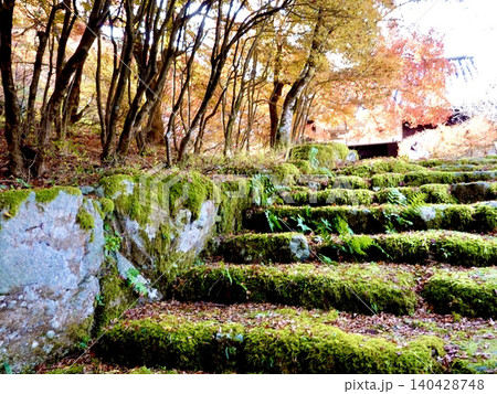 高源寺の境内　丹波紅葉三山のひとつ　天目楓(てんもくかえで)が美しい風景　兵庫県丹波市 140428748