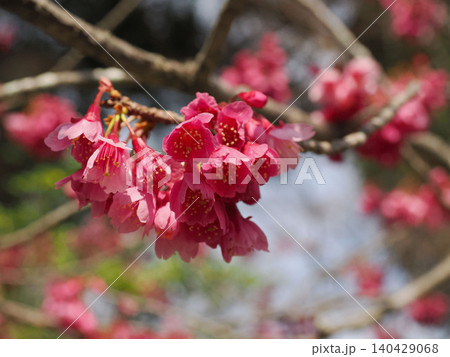 満開のカンヒザクラの花 満開のカンヒザクラの花 140429068