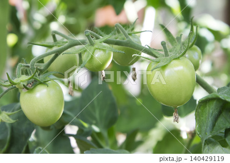 Unripe Green Tomatoes Growing on Vine Unripe Green Tomatoes Growing on Vine 140429119