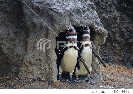 巣穴の前に並ぶ2羽のペンギンの姿 140429417