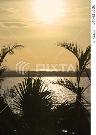 夕日に照らされるヤシの木 夕日に照らされるヤシの木 140429520