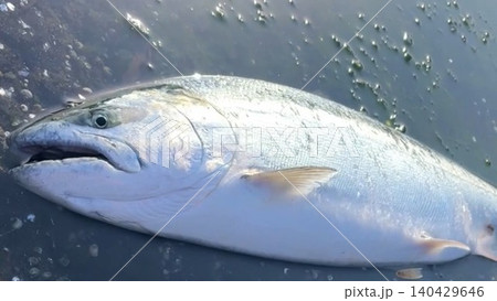 北海道で釣れたサクラマスの釣果写真 北海道で釣れたサクラマスの釣果写真 140429646